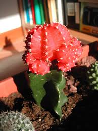 Find here details of companies selling cactus plants, for your purchase requirements. Red Ball On A Green Cactus Laidback Gardener