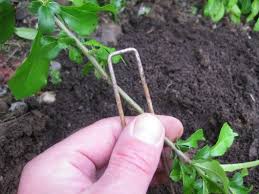 Plant Propagation Layering Propagating Plants Garden Shrubs Trees To Plant