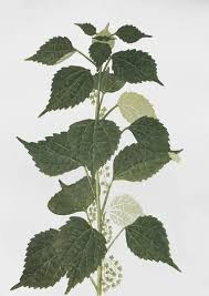 Image result for Boehmeria nivea