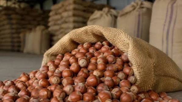 Ticaret Bakanlığı'ndan fındık piyasasına inceleme: Ordu ve Giresun'daki borsalar için müfettiş görevlendirildi