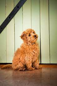 Goldendoodles San Francisco Area Puppies Goldendoodle Puppies California Golden Doodles Goldendoodle Goldendoodle Puppy Puppies