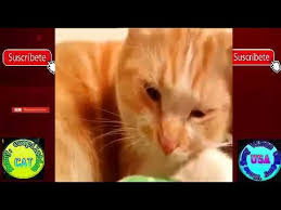 Try Not To Laugh Challenge Funny Cat Videos Compilation 2018 Try Not To Laugh Or Grin Funny Cats Http Challenges Funny Funny Cat Videos Try Not To Laugh