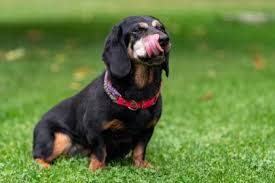 Image result for alpský brakýř jezevčíkovitý