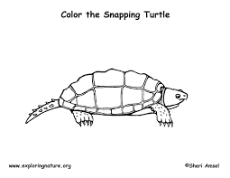 Learn how to draw snapping turtle pictures using these outlines or print just for coloring. Turtle Snapping Coloring Page