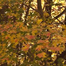 Image result for bigtooth maple