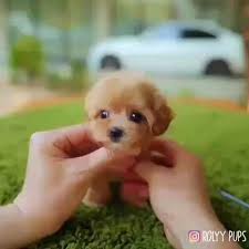 Bissell Cleanview Swivel Pet Upright Bagless Vacuum Cleaner Green 2252 Belt Teacup Puppies Video In 2020 Cute Animals Cute Baby Animals Cute Dogs