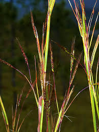 Image result for Hyparrhenia rufa