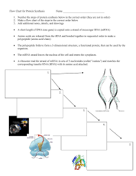 flow chart for protein synthesis