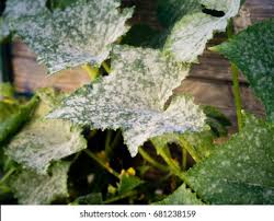 Cucumber Disease High Res Stock Images Shutterstock
