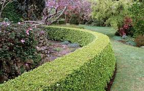 Check spelling or type a new query. How To Grow Boxwood Boxwood Varieties That Avoid Blight