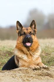 german shepherd dog alman coban kopekleri kopek coban kopekleri