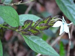 Image result for Ecbolium clarkei