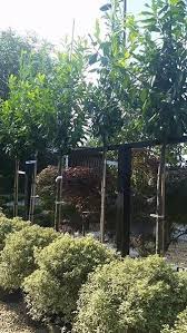 Prunus Laurocerasus Trees Cherry Laurel Trees Buy Online Uk Laurel Tree Laurocerasus English Laurel