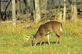 Über 7 millionen englische bücher. Planting Food Plots Without Equipment Mossy Oak