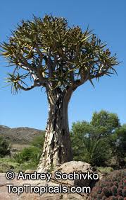 Image result for Aloidendron