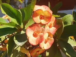 Image result for Euphorbia didiereoides