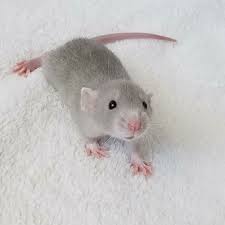 Lilac Dumbo Female Cute Rats Baby Rats Animals