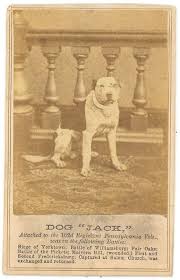 Civil War Fighting Dog Pitty Caes Animais