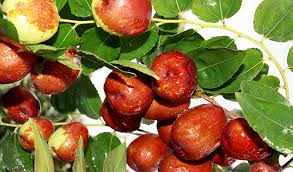 Le Jujubier Pour Ses Jujubes Arbre Fruit Plantation Entretien