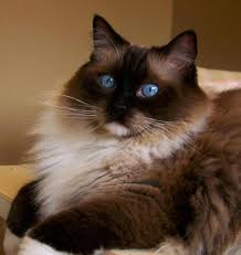 Body cream or pale fawn, shading to lighter color on stomach and chest. Seal Point Mitted Ragdoll Our Blue Eyed Baby Oliver Gorgeous Cats Cute Cats Cute Cats And Kittens