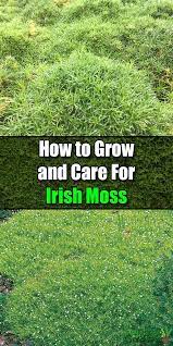 Pin On Herbs