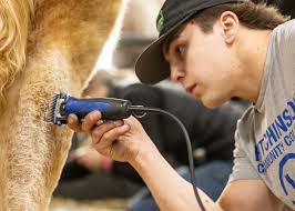 High Country Cattle...