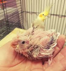 Profile for Misha's Pet & Aquarium Center