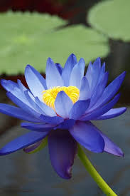 Blue Lotus Blue Lotus Flower Lilies Flower Blue Lotus