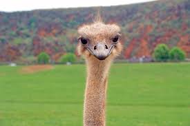 Funny quotes file hosting funny videos. 5 Funny Fiction Novels Chock Full Of Farce And Satire Toledo Lucas County Public Library