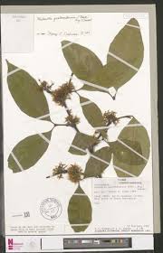 Image result for Malouetia