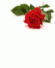 Maybe you would like to learn more about one of these? I Love My Husband Red Rose Gif Download Share On Phoneky