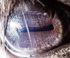 Few people ever get close enough to a hippo, hyena, or crocodile to snap a photo of one, let alone get a detailed shot of their eyes. Extreme Close Ups Of Animal Eyes Album On Imgur