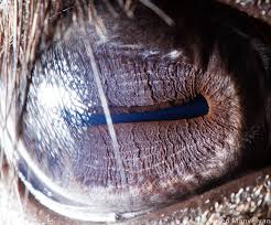 Check spelling or type a new query. Extreme Close Ups Of Animal Eyes Album On Imgur