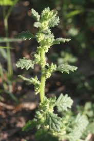 Image result for Gnidia chapmanii