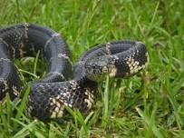 Ranger Joe's Radical Reptiles