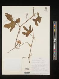 Image result for Coccinia adoensis