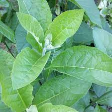 Dapat disimpulkan bahwa tanaman ini sangat bermanfaat baik bagi tubuh manusia sebagai tanaman herbal. Tanaman Herbal Daun Afrika Atau Daun Insulin Shopee Indonesia