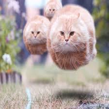 There are 5504 fat cats for sale on etsy, and they cost £5.10 on average. Attack Of The Fat Cats Amazon Co Uk Appstore For Android