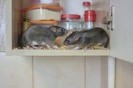 Rat and rodent prevention Kenya