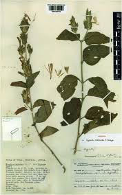 Image result for Hypoestes cancellata