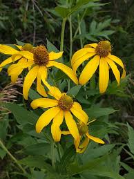Image result for Launaea rogersii