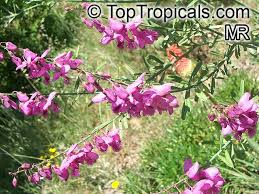 Image result for Polygala capillaris