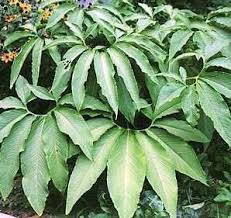 Vivace Bulbeuse Rustique Au Froid Et Tres Originalefamille Araceesorigine Indesynonyme Typhonium Venosum Arum Plante Exotique Acheter Des Graines Bulbes