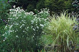Americanum) for a wildlife or bird garden in full sun. The Best Plants For Sunny Borders Finegardening
