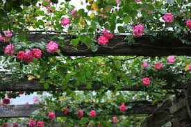Pflegetipps für traumhaften garten rosen schneiden tipps tricks und anleitung obi ramblerrosen anleitungen einmal rausstellen: Kletterrosen Pflegen Giessen Schneiden Dungen Plantura