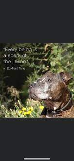 Pets at peace, nj is proud to be able to offer pet loss services to our community with the same high standards we abide by every day for our human family our pets bring us immeasurable happiness, love and joy, it can be devastating to lose such an adored friend. Pets At Peace Az Home Facebook