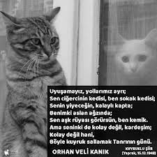 kuyruklu siir orhan veli kanik siir eskimeyen kitaplar 2021 siir kitap kedi