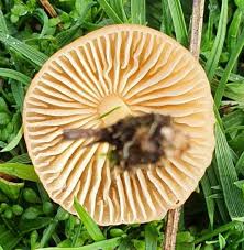 Image result for Marasmius opacus