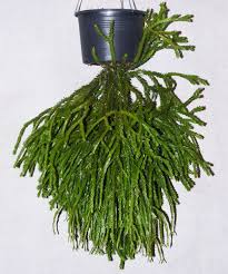 Image result for Huperzia mildbraedii