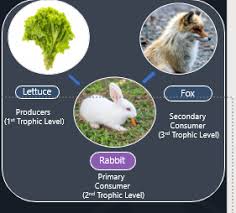Which Two Organisms In The Food Web Are Primary Consumers? Fox And Rabbit  Rabbit And Grasshopper Shrew And - Brainly.Com
